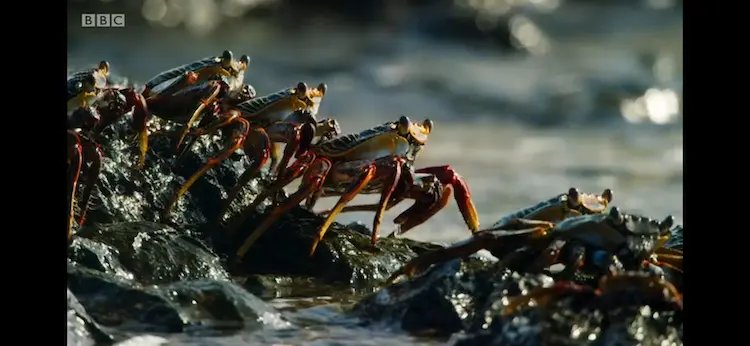 Red rock crab (Grapsus grapsus) as shown in Blue Planet II - Coasts
